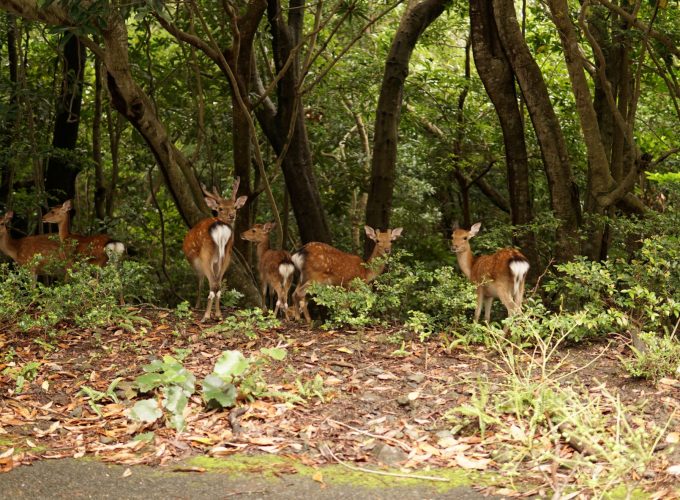 カレンダーで空き日がすぐ分かるツアーガイド。写真、動画撮影、送迎まで追加料金不要。協力店のレンタル品1割引券。個人や少人数でも完全貸切。登山初心者でも安心サポート。人気の日帰り縄文杉、白谷雲水峡トレッキングも安全安心。一泊二日の山中泊キャンプツアーも。分かりやすい料金体系。ご予約はお早めに！